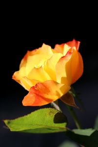 Close-up of yellow flowers blooming against black background