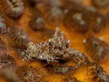 Full frame shot of coral