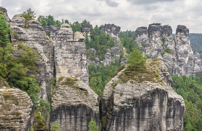 Plants growing on rock