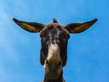 Portrait of donkey against blue sky