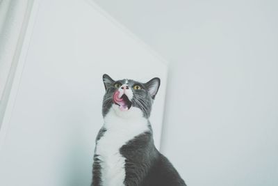 Cat looking away over white background