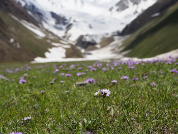 Purple crocus flowers on field