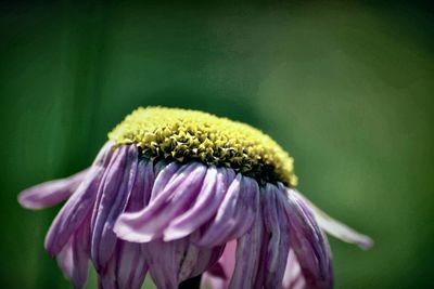 Close-up of fresh purple flower