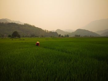 Scenic view of rice field against sky with a farmer