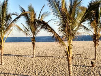 Palm trees on beach against sky