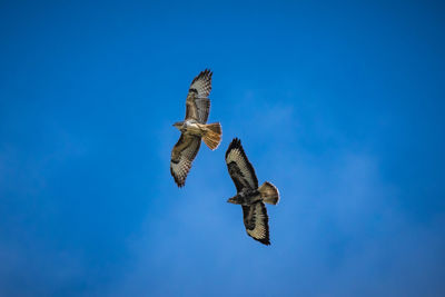 Low angle view of eagle flying in sky