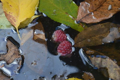 berry fruit