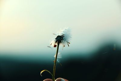 Close-up of dandelion