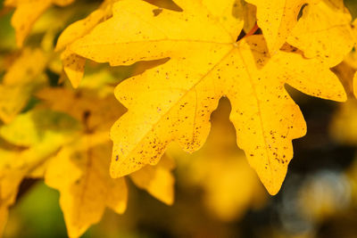 Close up of yellow flowers