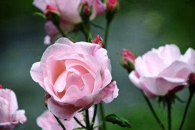 Close-up of pink rose