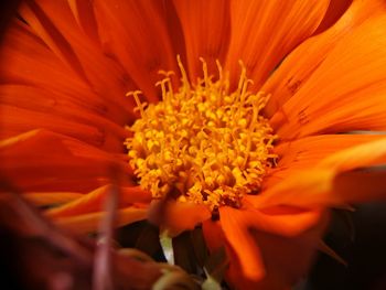 Close-up of orange flower blooming outdoors