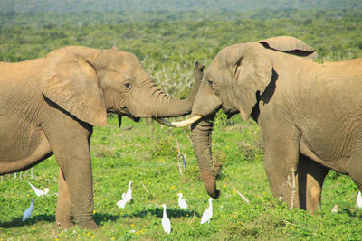 Two wild young african elephants in motion 