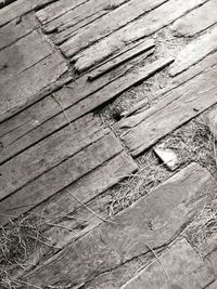 High angle view of cat on wood