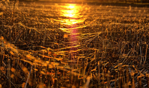 Grass on field during sunset