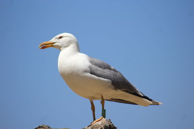 Seagull perching on a wall