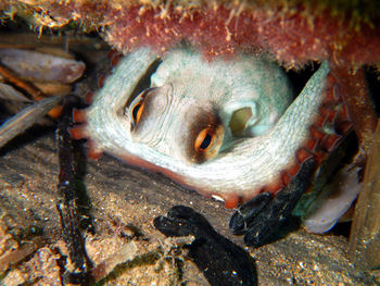 Close-up of fish in sea