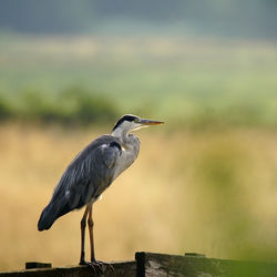 High angle view of gray heron perching on wood