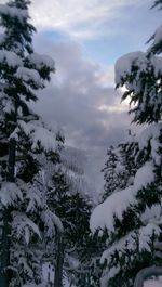 Low angle view of trees against sky during winter