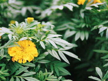 Close-up of marigold blooming outdoors