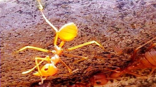 High angle view of insect on yellow land