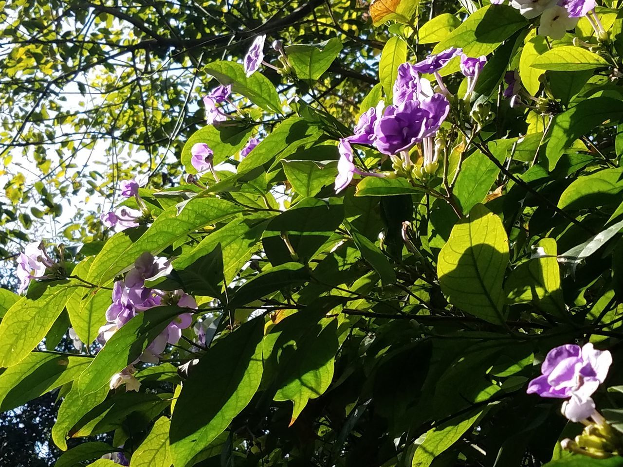 growth, tree, nature, low angle view, beauty in nature, no people, leaf, branch, freshness, green color, outdoors, day, close-up