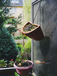 Close-up of potted plant