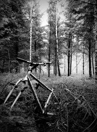 Bare trees in forest