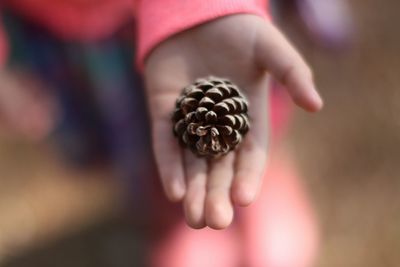 Cropped hand of child holding pine cone