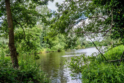 Scenic view of river amidst trees in forest