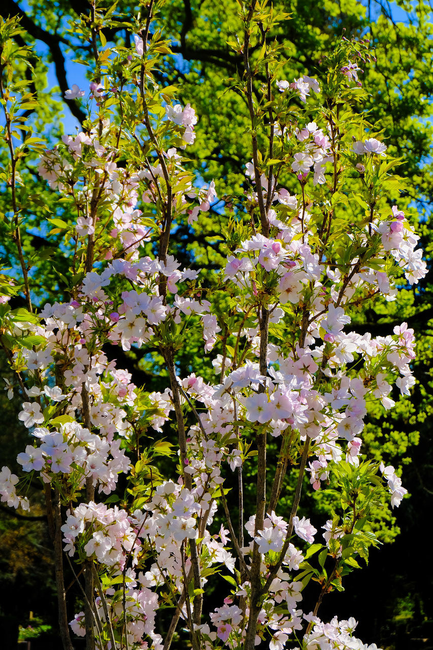 CLOSE-UP OF WHITE FLOWERING PLANT WITH TREE