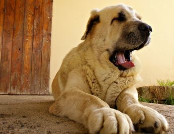 Close-up of dog