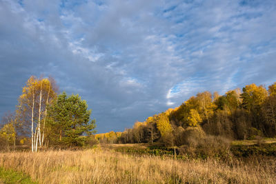 Trees on field against sky