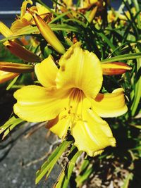 Close-up of yellow flowering plant