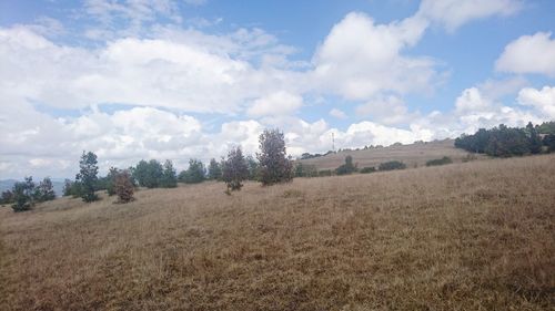 Trees on field against cloudy sky