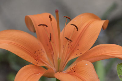 Close-up of orange lily