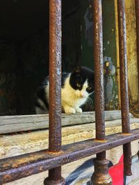 Portrait of a cat looking away