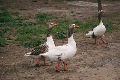 View of birds on the land