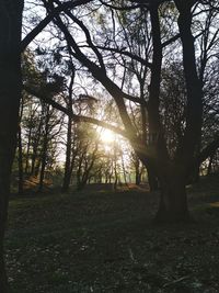 Trees in forest