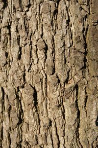 Full frame shot of tree trunk