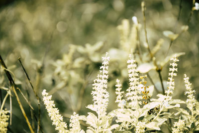 Close-up of plants growing outdoors