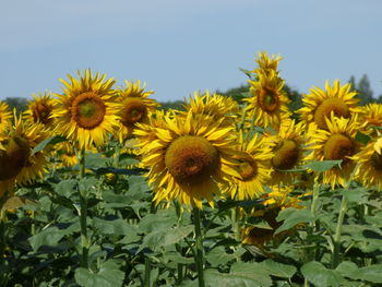 Close-up of yellow flowering plants against sky