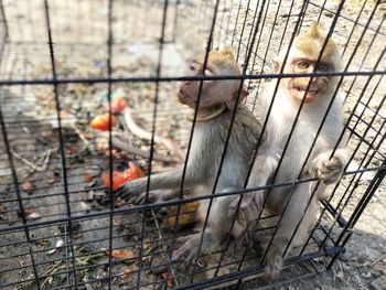 Close-up of chainlink fence in cage at zoo