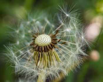 Close-up of dandelion on plant