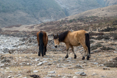 Horses standing on field against mountains