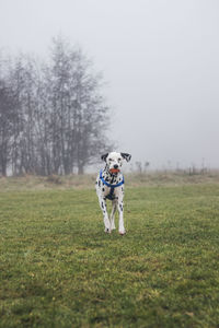 Dog carrying ball in mouth while running on field during foggy weather