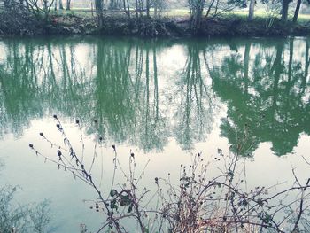 Reflection of trees in water