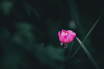 Close-up of red flower
