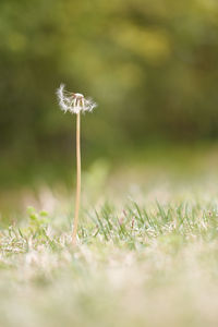 Dandelion on field