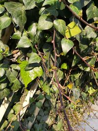 High angle view of leaves growing on plant