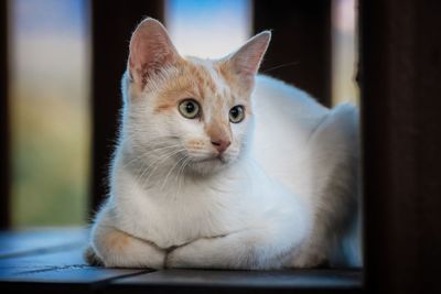 Close-up portrait of a cat